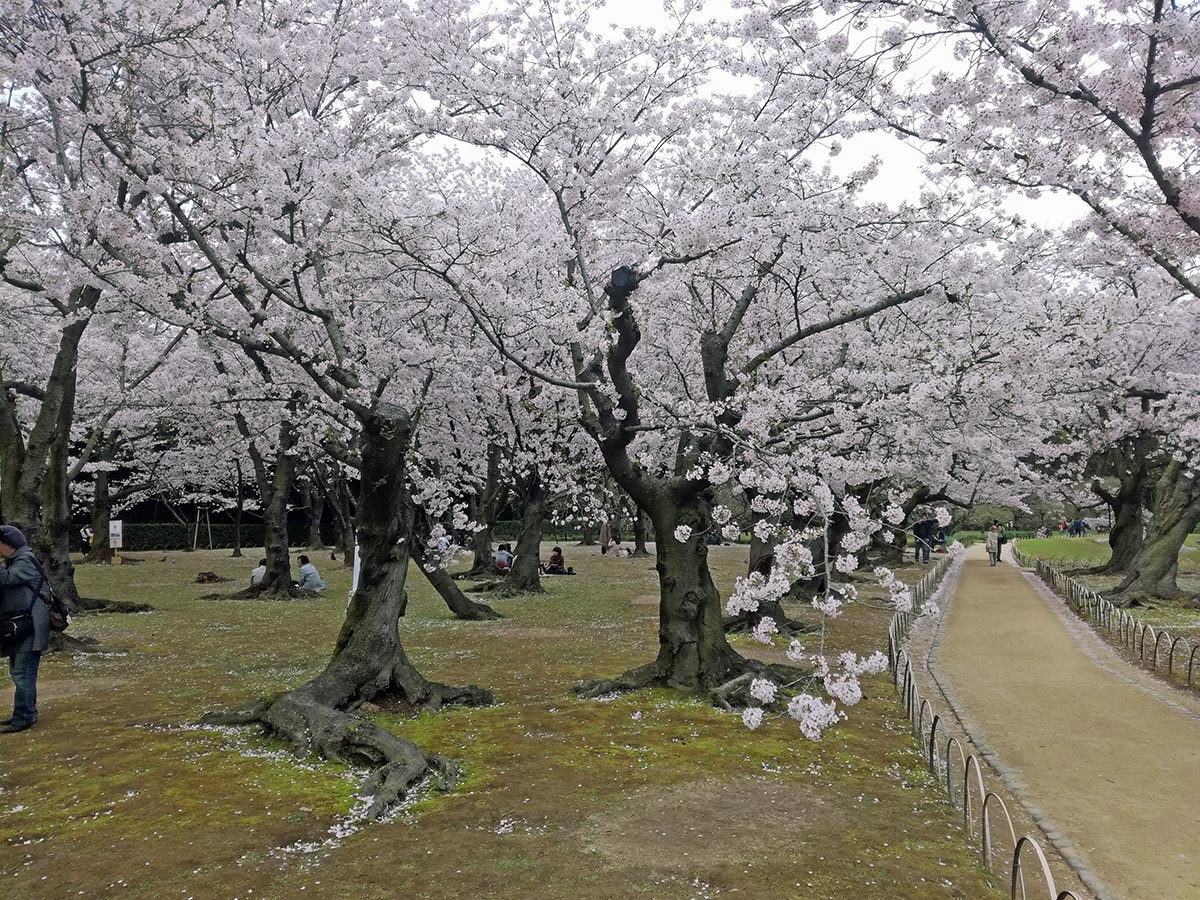 2025 Cherry Blossom Calendar