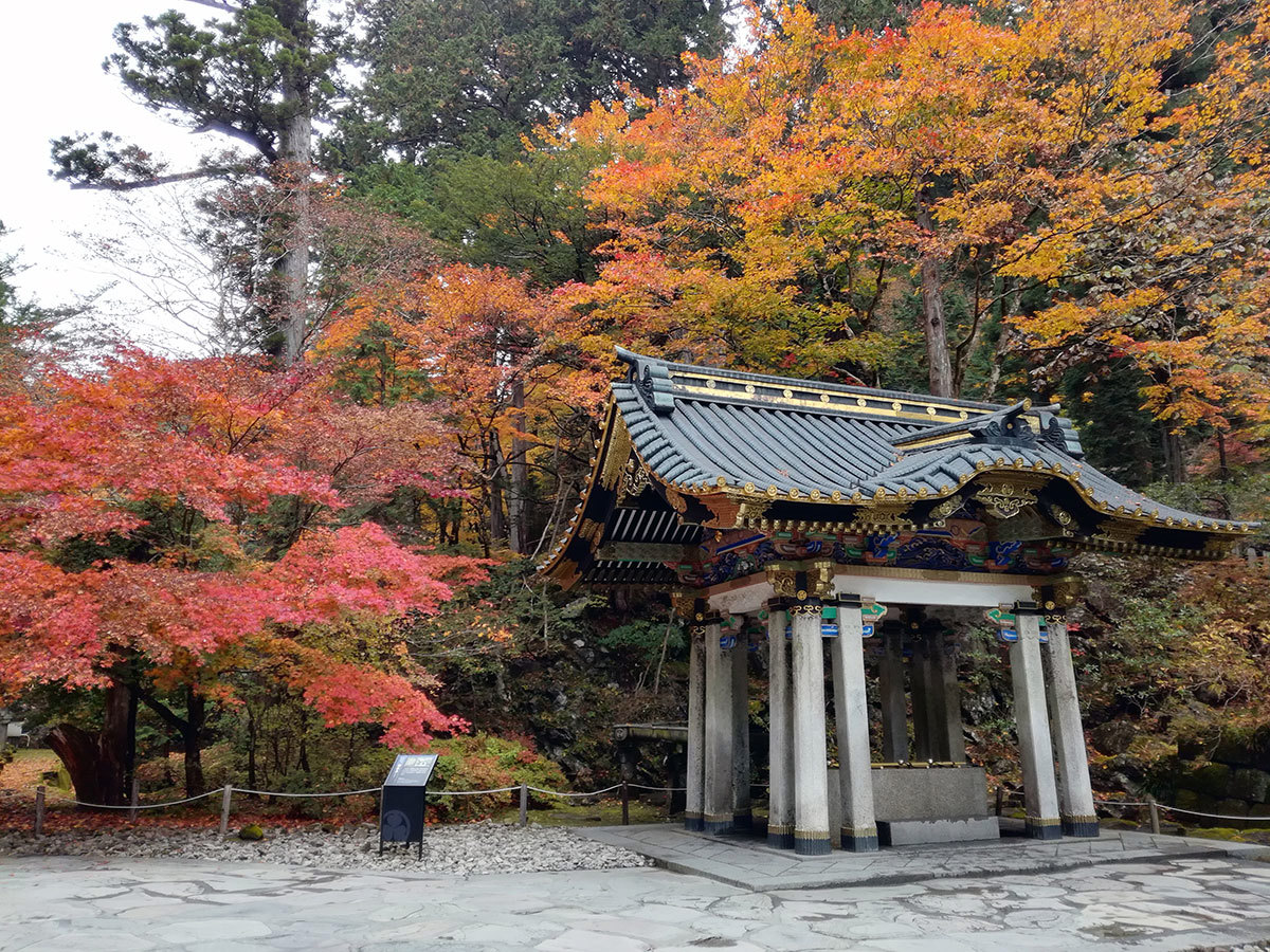 Top of Japan: Kôyô, reddening of maples and ginkgoes