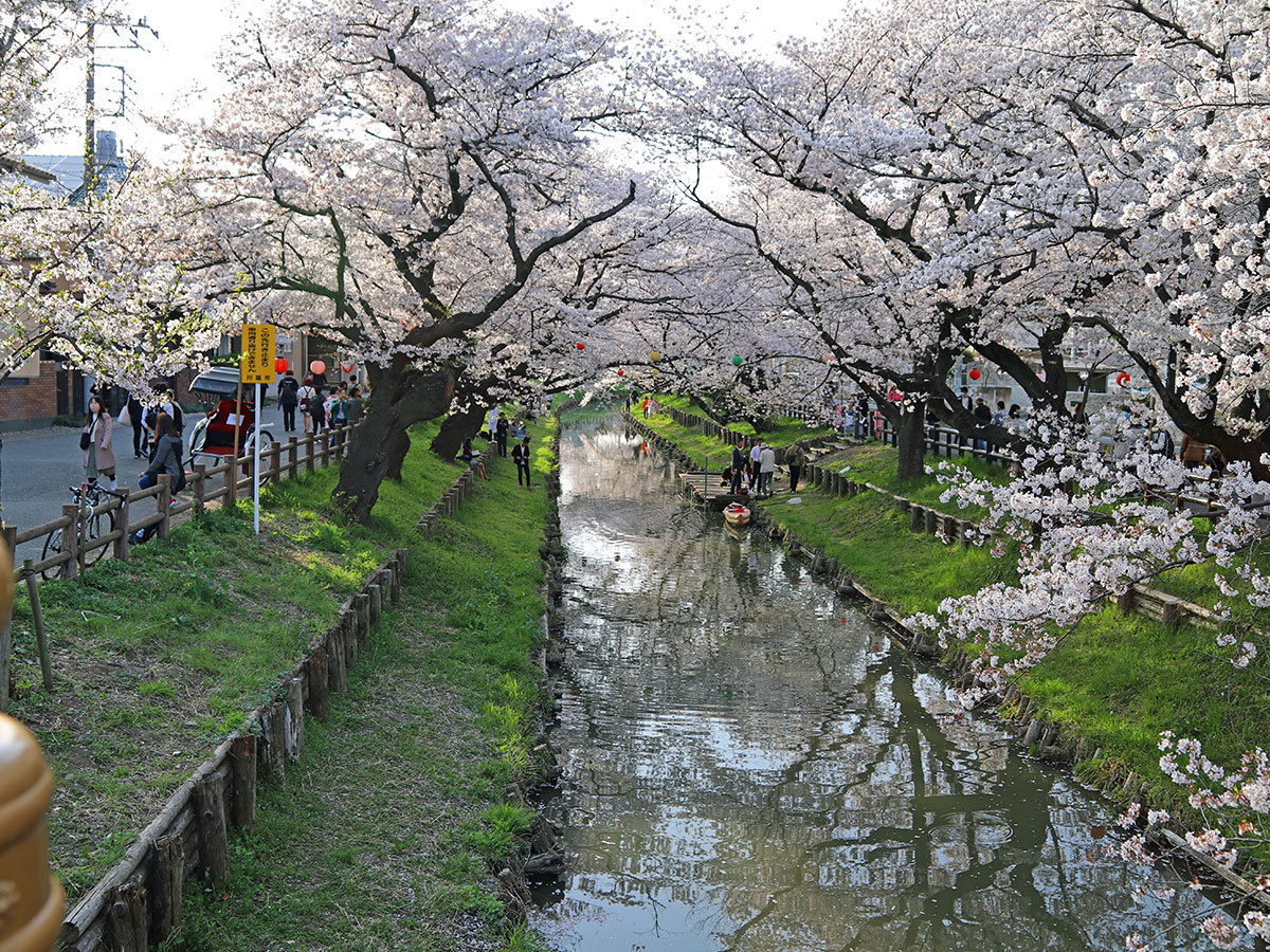 Top of Japan: Hanami, cherry blossoms