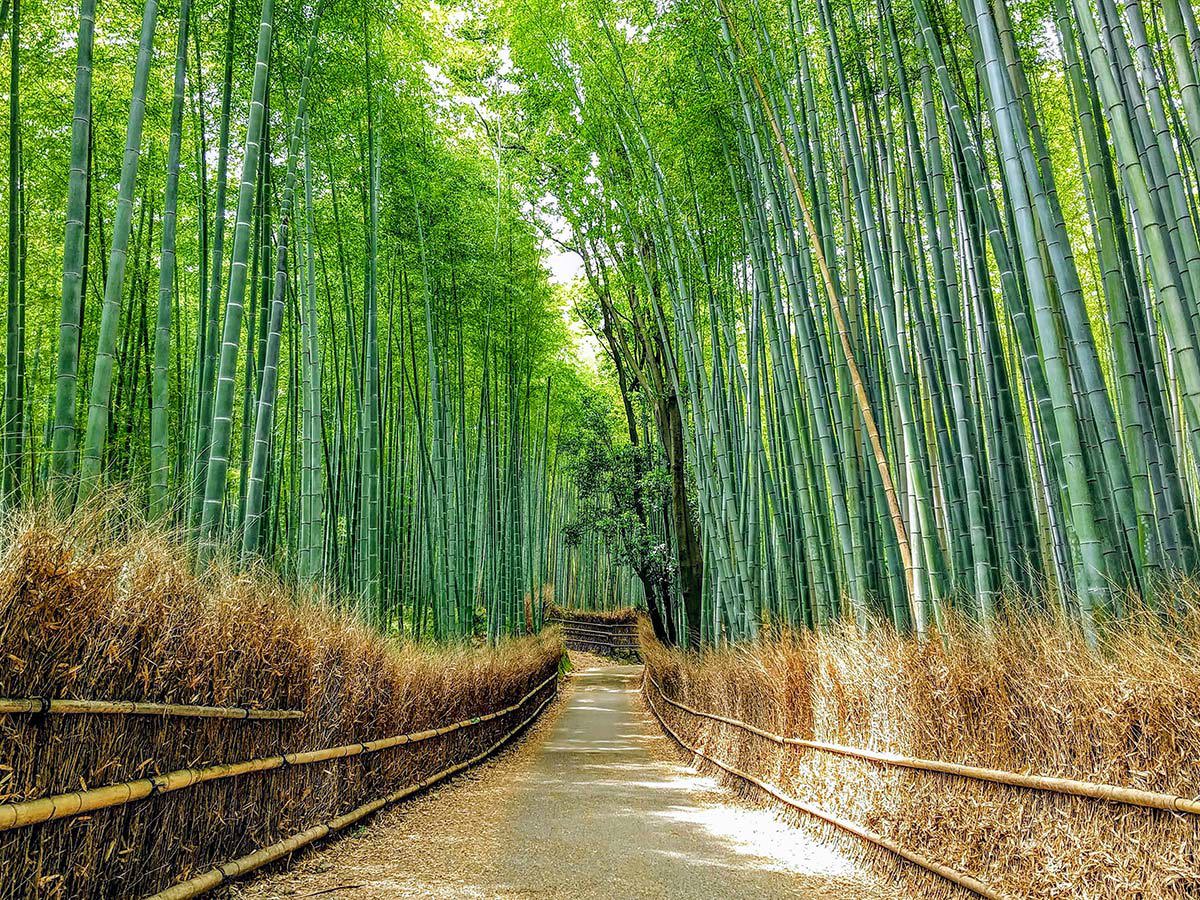 The Arashiyama bamboo grove